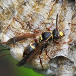 野辺ちの自然観察