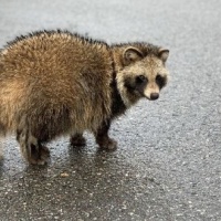 ドラえもん「僕はたぬきじゃない！」←これ