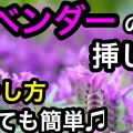 ラベンダー２
