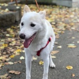 『【犬】のんちゃん トライアル決定』の画像