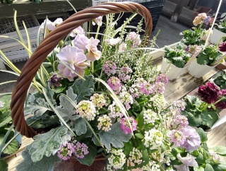 園芸店で散財！珍しい品種を買いました