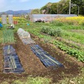 そら豆後に紅はるか植付け