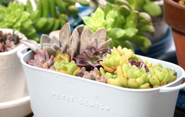 『12月1日に挿し木用に切った多肉植物を１月セリアの鉢に植えました』の画像