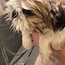 ☆在舎犬シャンプー☆