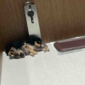 すやすや眠る仔犬ちゃん達