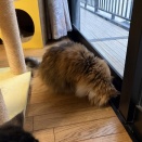 獲物を見つけた猫のそばにいる猫