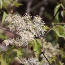 マルバアオダモ(ホソバアオダモ)