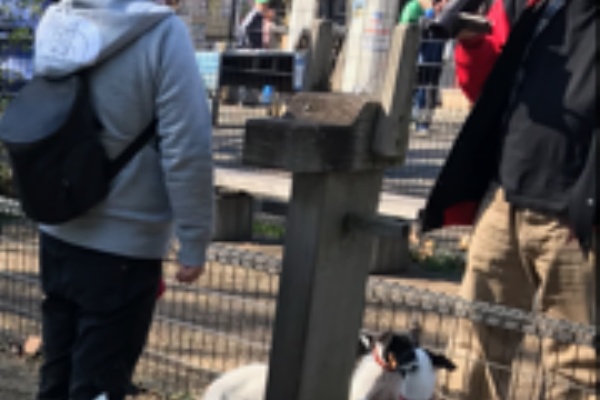 日本最大の日本テリア専門犬舎 千葉県ブリーダー 萩野スーパーミニ犬舎 第6回日本テリアの集いin東京サマーランド