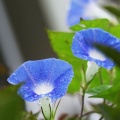 暑いし・・・暇だし・・・