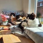 英国つれづれ日記