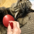 ブラッシング大好き猫