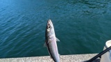 【悲報】ワイ、会社帰りにアジを釣りに行くも何も釣れず咽び泣く