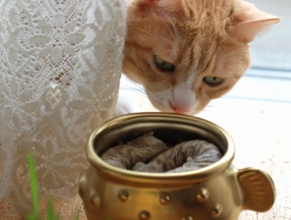金のふぐと猫。