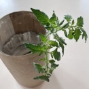 🍅2月、脇芽は育てて苗にする。ひよこおばさん流・苗の増やし方