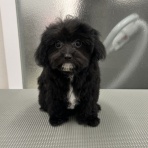 ペットショップワンラブ カインズ名古屋当知店ペッツワンコーナースタッフブログ