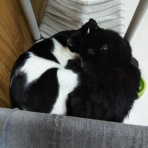 家をさがすのじゃ～～～～