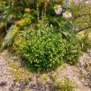 花便り　2026初夏　ご近所編