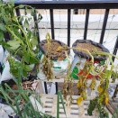 「秋ジャガイモ」グランドペチカを掘って見た！！！