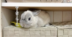 うさぎのルリ(5/27追記)