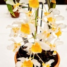 神代植物公園・春の洋らん展へ②(2026年3月)