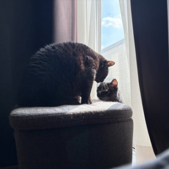 朝の猫たちのやりとり