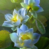 『ウラジーミル・ツィヂェンダムバエフ氏の回答』の画像