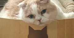 遊び方がワンちゃんみたいな猫