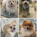 トリミング🐶ブログ