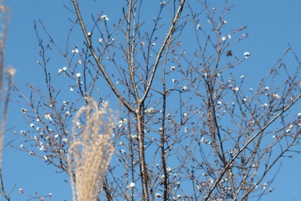 花信風 季節からのたより 冬桜