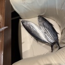 ぼちぼちブログ再開ぜよ