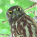 2026天然記念物大銀杏でアオバズクを撮る2🦉📸（足利市鑁阿寺）