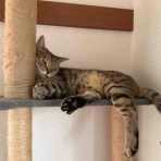 ベンガル猫BenelliとアビシニアンBenjaminと三毛猫Calicoと家族の記録