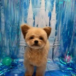 名古屋市西区 ペットショップ ワンラブ ヨシヅヤ名古屋名西店のスタッフブログ