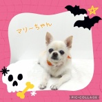日々、ＪＡＭにあり