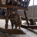 猫写真家・沖 昌之のブログ　野良ねこちゃんねる。　