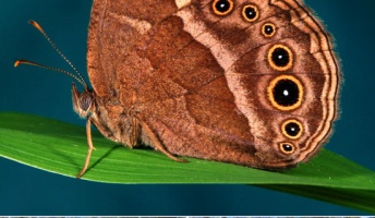 【進化生物学】チョウの翅(はね)の色、数世代で急速に進化