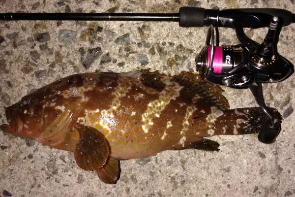 ホシガメ釣り日記 アコウ ホシガメ釣り日記 アコウ