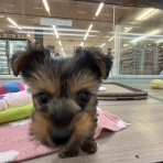 神奈川県三浦市 ワンラブ カインズ三浦店 ブログ