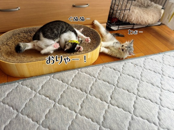 聖子トレーニング