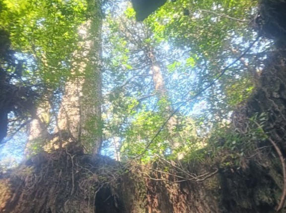 屋久島の縄文杉見てきた