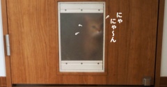 キャットドアを通り抜けるのをためらう猫