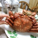 猫だらけ