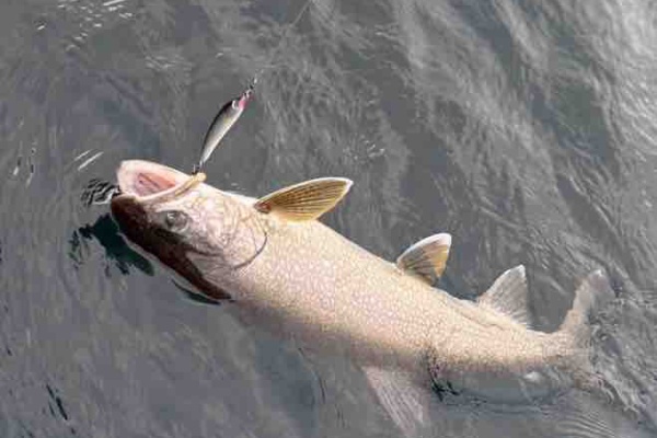 ORA Minnow Serendipity
