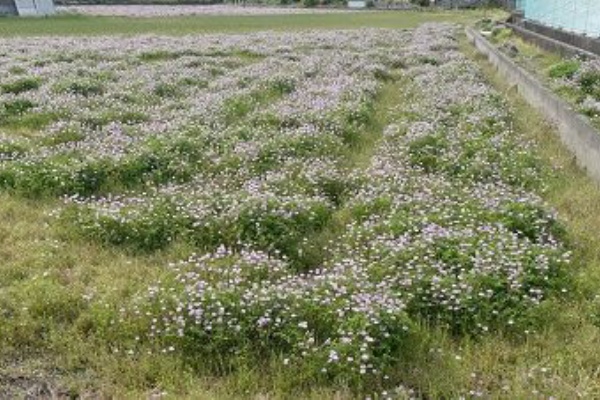 田んぼには れんげ草 Alica Reのblog