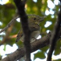 2026年10月11日の野鳥公園
