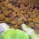 再び、らんちゅうの屋外飼育に挑戦してみる