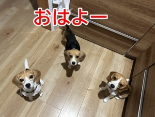 ビーグル三昧ノトイエツアー（４）