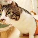 里親さんを待ってる猫たち(3/21)
