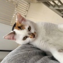 里親さんが決まった猫たち(3/26～)