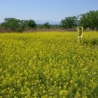 �س��ĺڤβ֤ޤĤ�٤β���